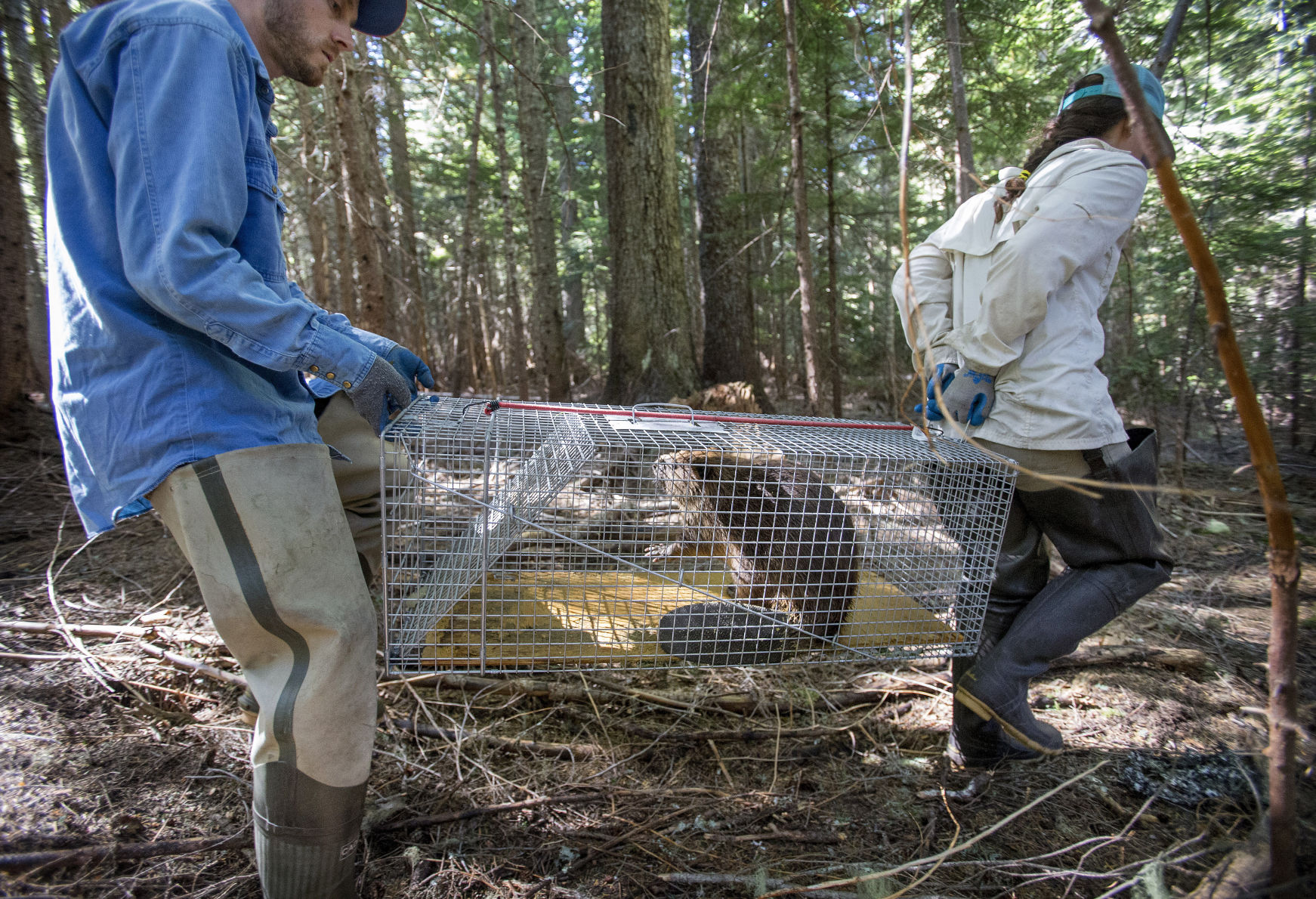 190807-newslocal-beavers 04.jpg